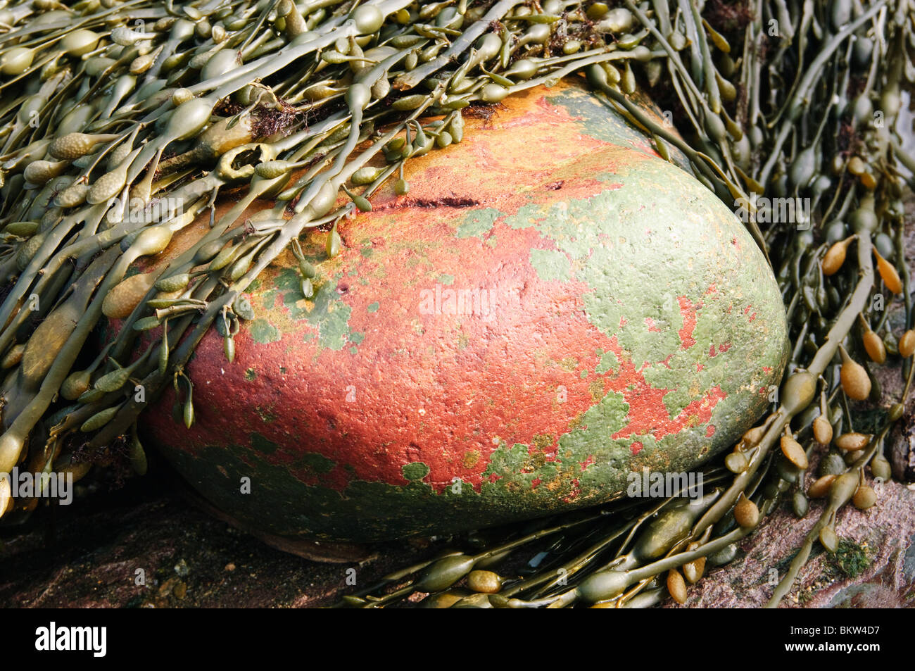 Pietra colorata circondato da alghe marine a Niarbyl Bay, Isola di Man Foto Stock