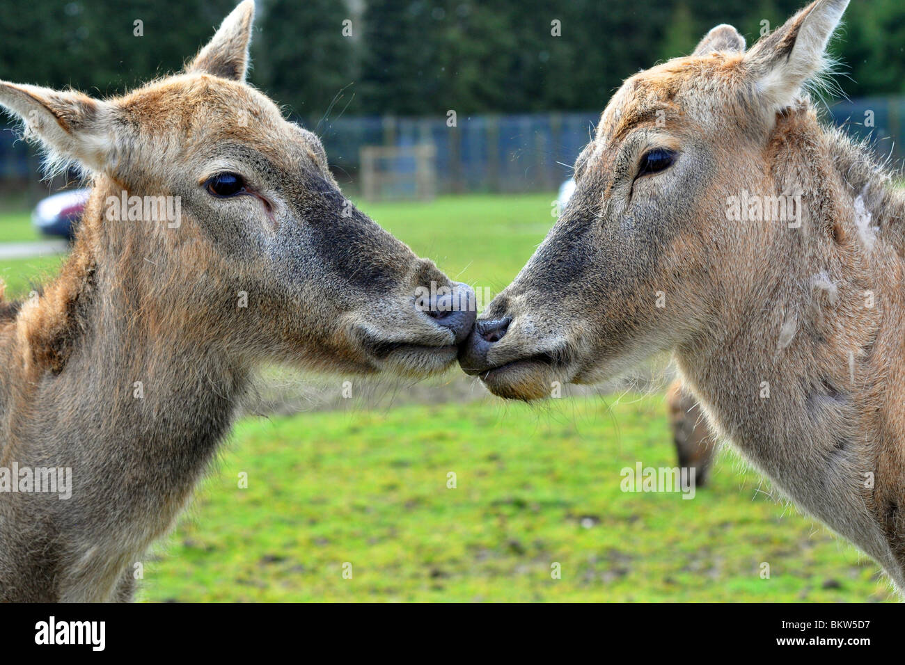 Cervi "kissing' in un parco safari, Blair Drummond, Scozia Foto Stock