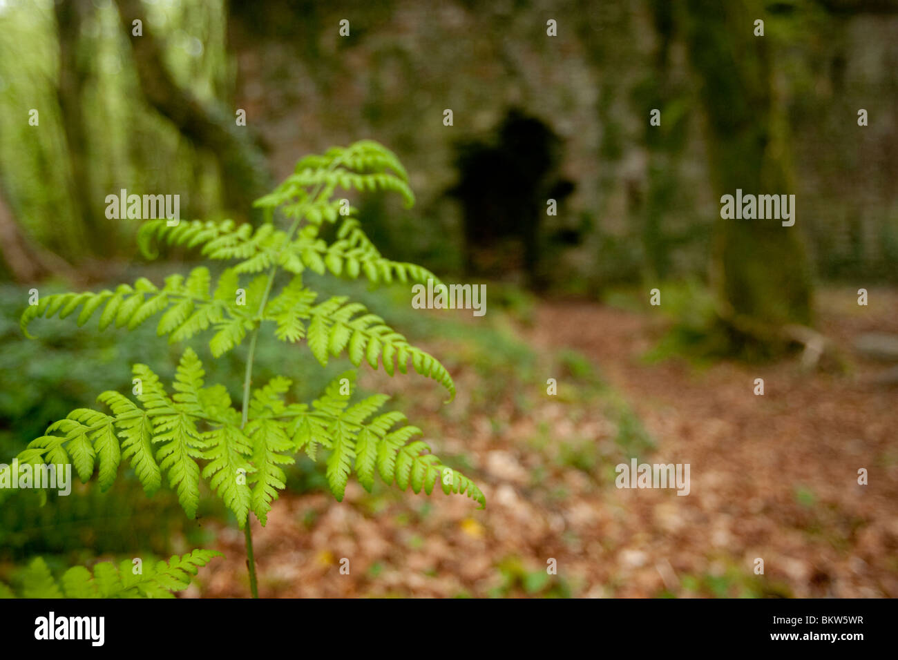 Varens groeien op de oude stenenmuren van een kateelruine, Mayo, Ierland; fern crescono sulle vecchie mura in pietra di un castello rovina, Mayo, Irlanda Foto Stock