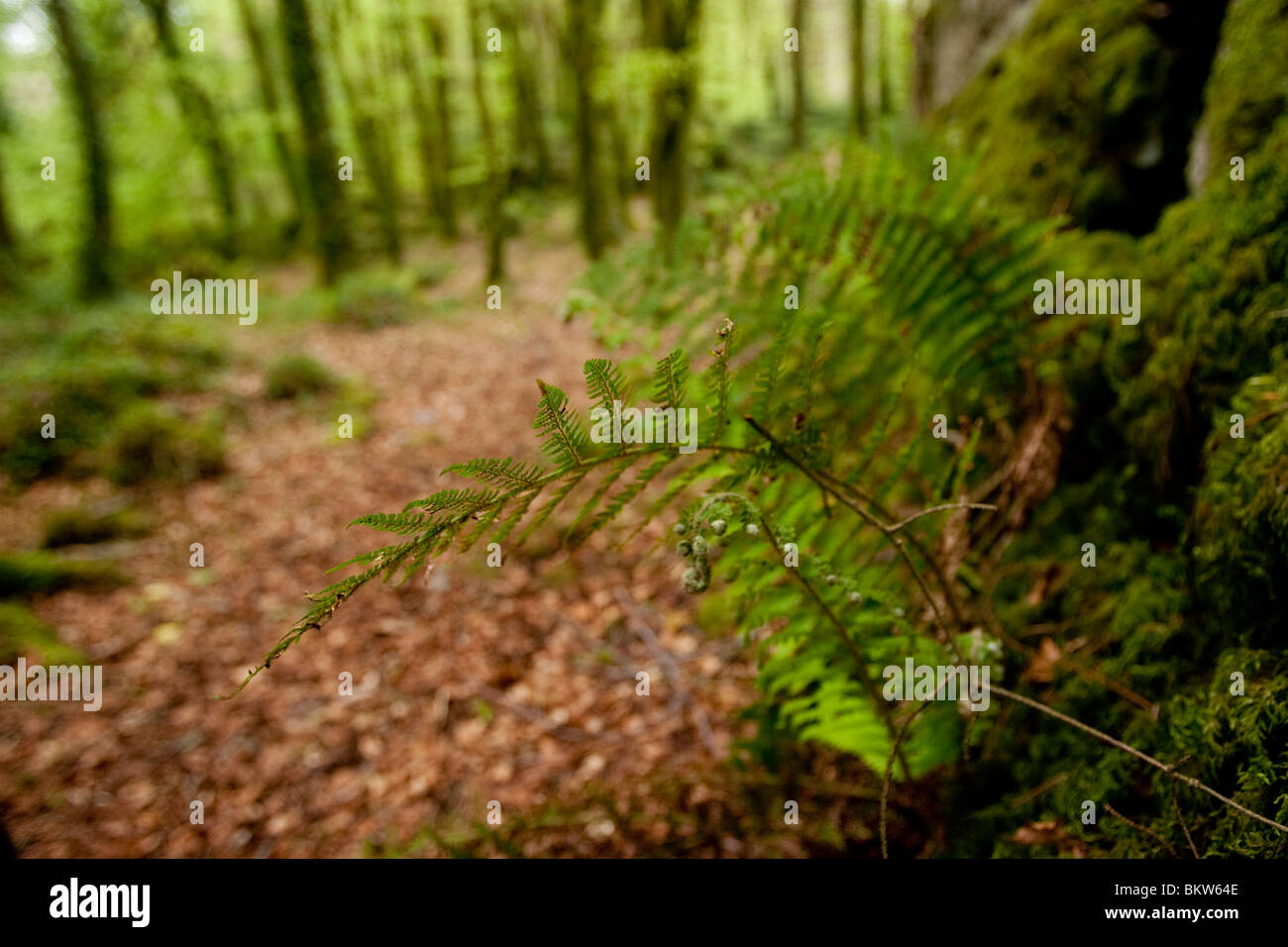 Varens groeien op de oude stenenmuren van een kateelruine, Mayo, Ierland; fern crescono sulle vecchie mura in pietra di un castello rovina, Mayo, Irlanda Foto Stock