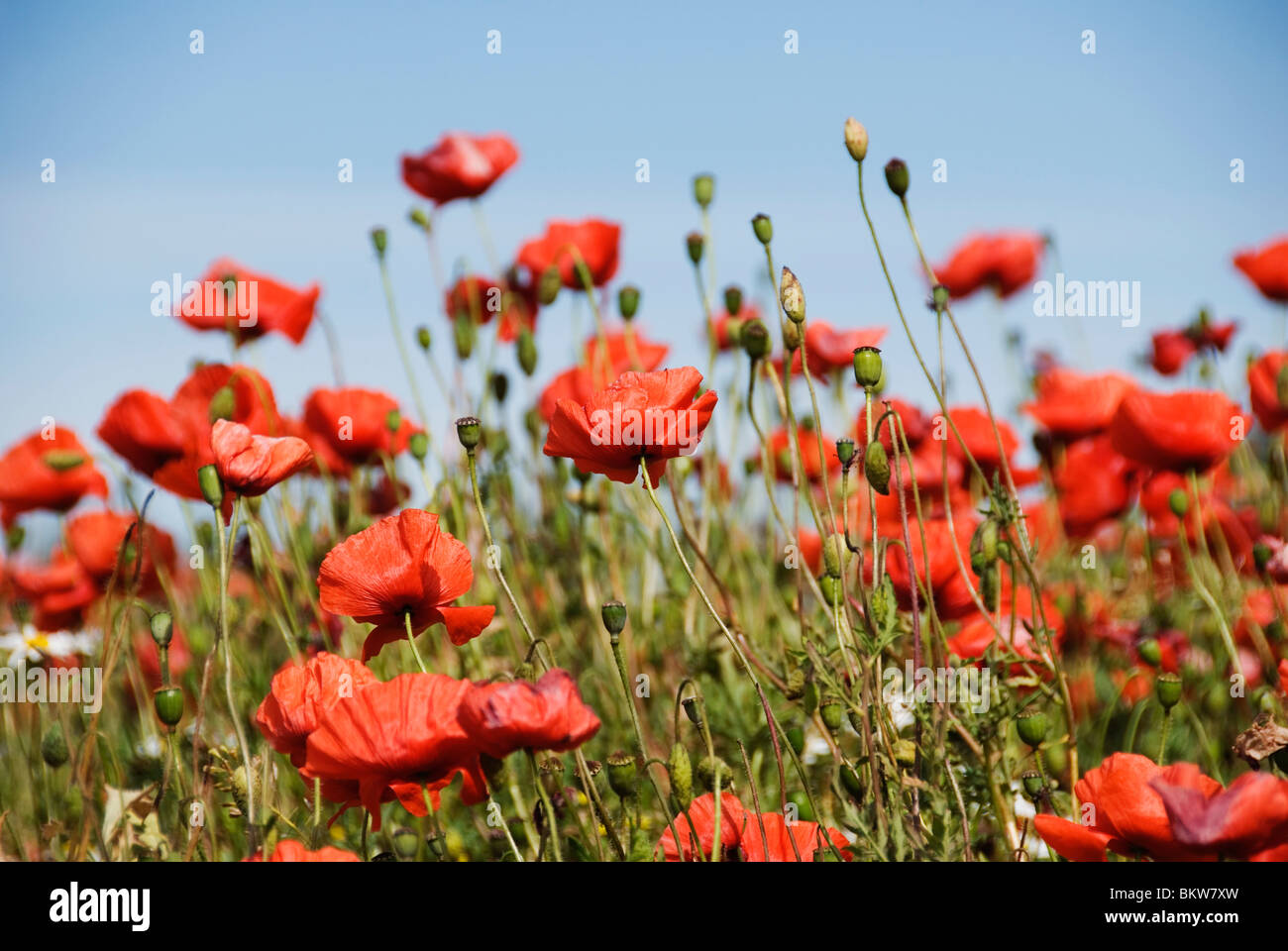 Fiore rosso sul prato Foto Stock