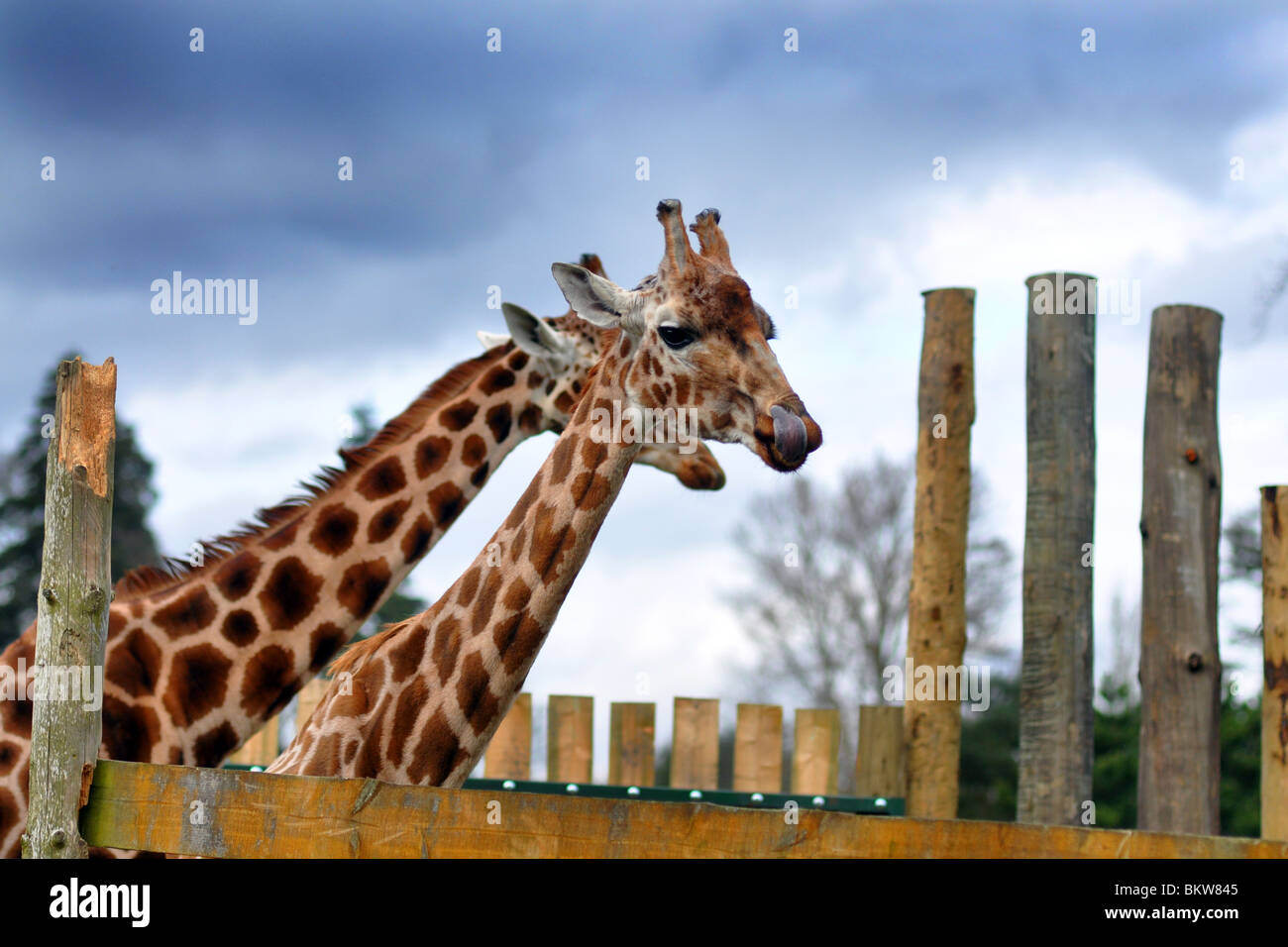 Due giraffe in uno zoo, Scotland, Regno Unito Foto Stock
