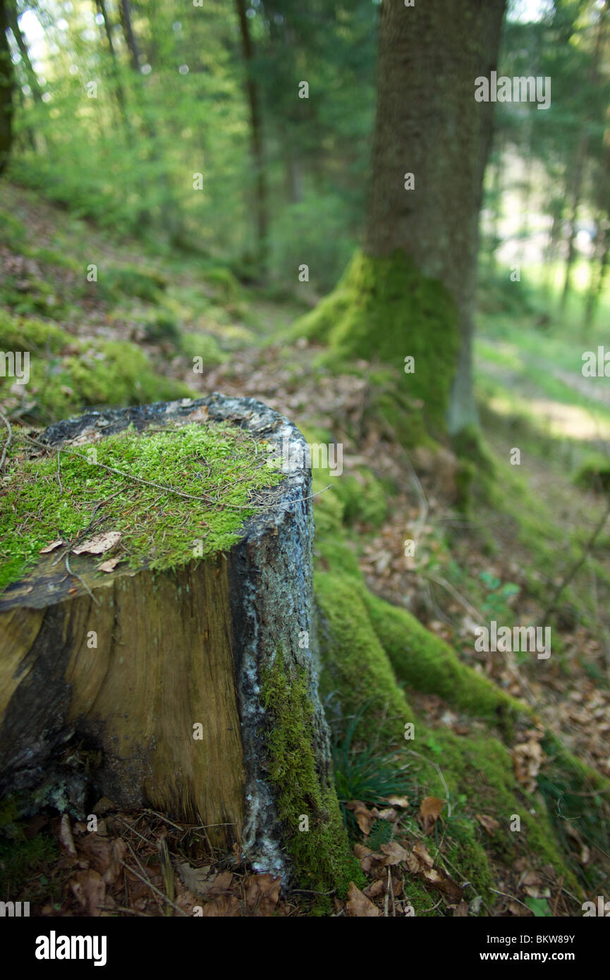 Nel profondo della foresta tedesca Foto Stock