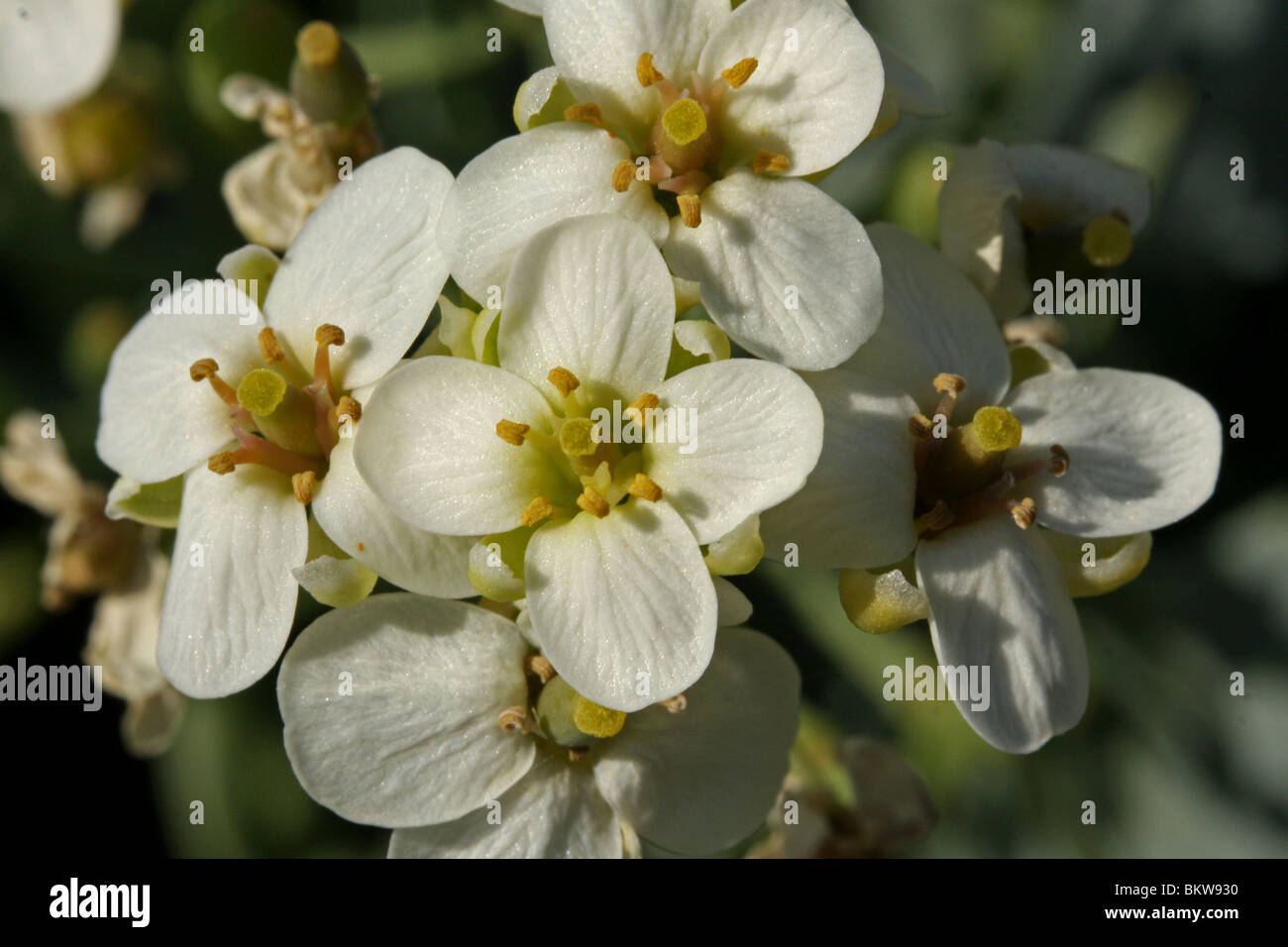 Close-up van enkele bloemen Foto Stock