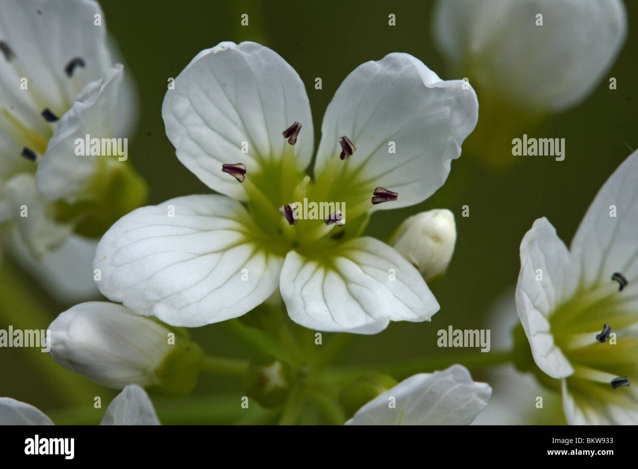 Close-up bovenaanzicht van bloem Foto Stock