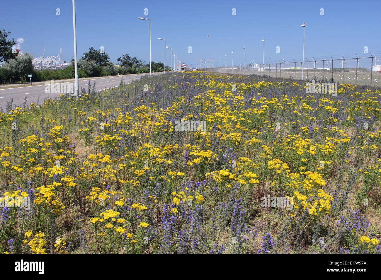 De brede bermen van de Europoort staan er in de zomer kleurrijk bij, hier met een mix van Jacobskruiskruid en Slangenkruid. Ertussen kunnen talrijke plantenexoten gevonden worden, die incontrato schepen in de haven aangevoerd zijn. La strada i lati del Europoo Foto Stock