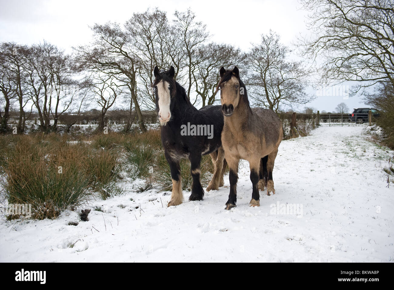 Cob irlandese cavalli in inverno la neve. Foto Stock