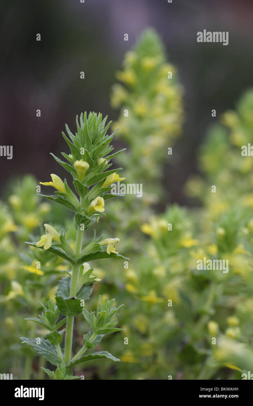 Bartsia giallo è un semi-parassita, che tocchi le radici di graminacee. Essa si verifica in umido luoghi erbosi. Questo è stato trovato nella rete Natura 2000 spazio Mondrago. Foto Stock