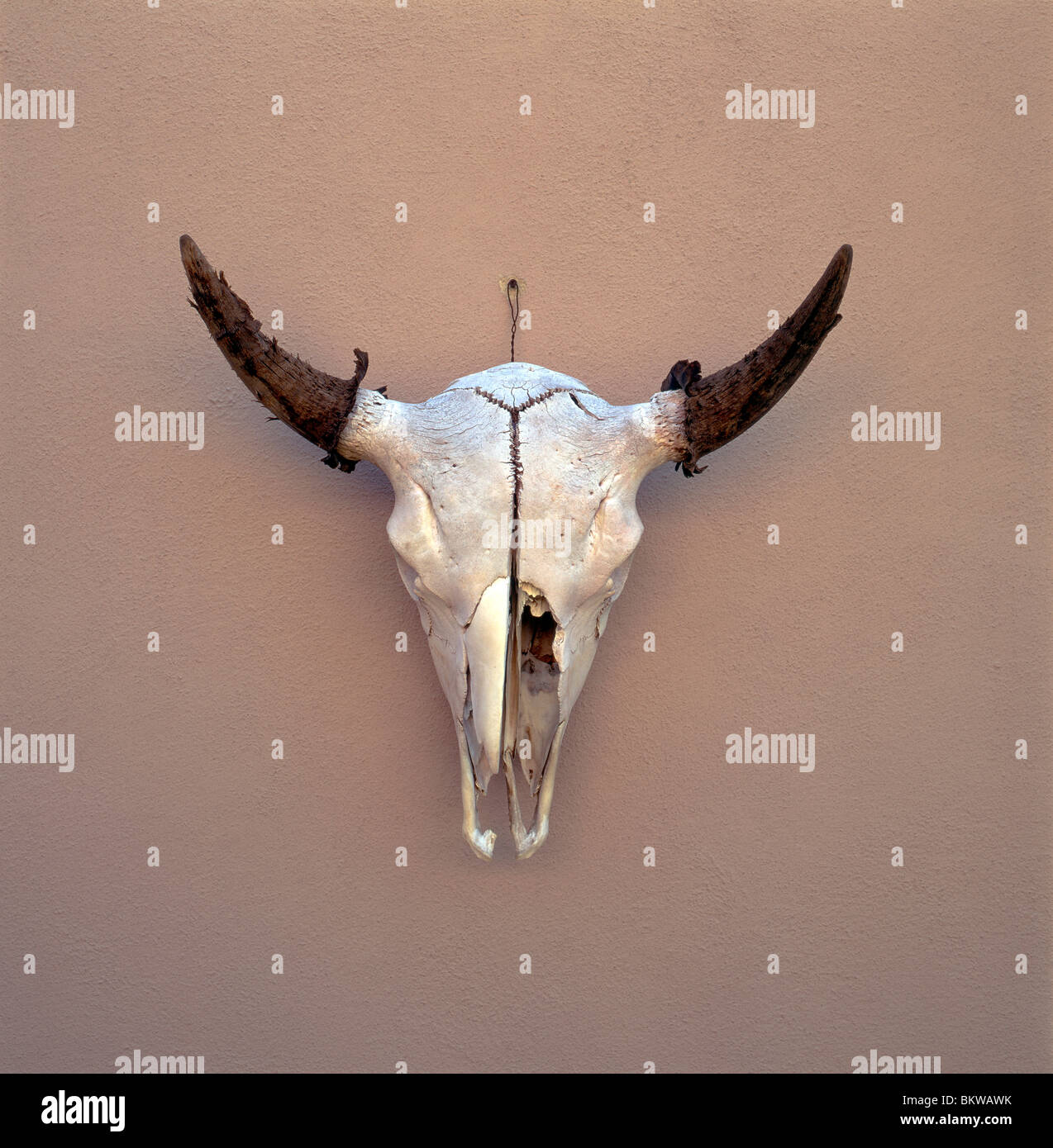 Cranio di mucca appeso sul muro di adobe di un negozio a Santa Fe, New Mexico, USA Foto Stock