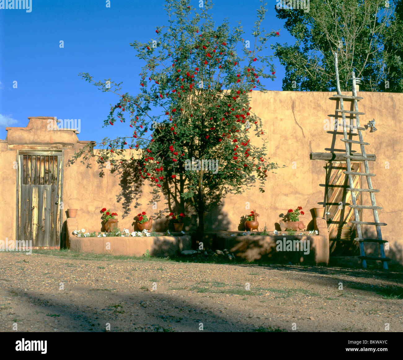 Adobe muro, porta e albero e scala lungo Canyon Road, sito di gallerie e negozi, Santa Fe, New Mexico, Stati Uniti Foto Stock