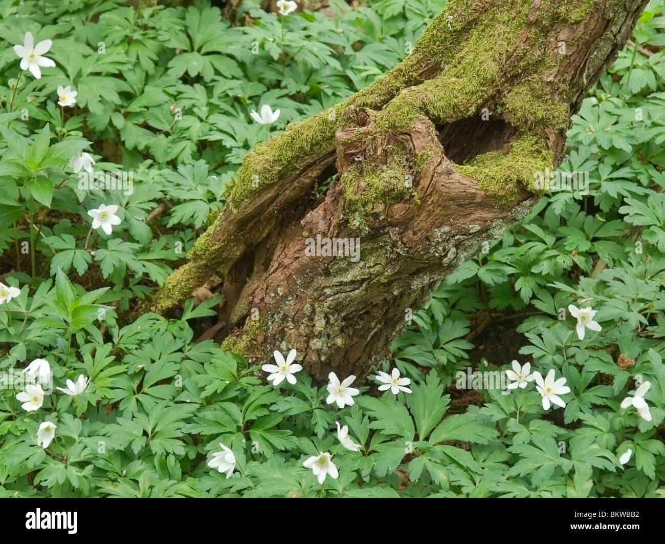 Anemoni di legno sul pavimento del bosco a Aysgarth, North Yorkshire Foto Stock