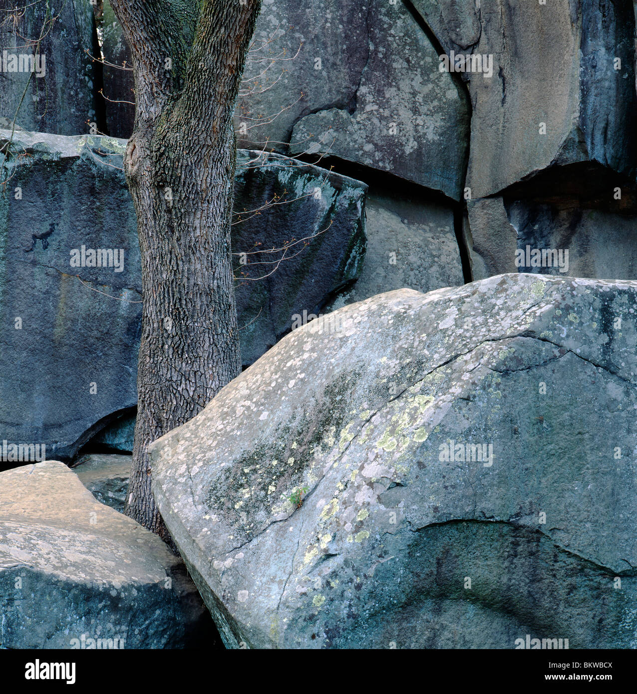 Grandi massi & tronco di albero, Devil's Den, sotto il Big Round Top, Gettysburg National Military Park, Gettysburg, Pennsylvania, STATI UNITI D'AMERICA Foto Stock