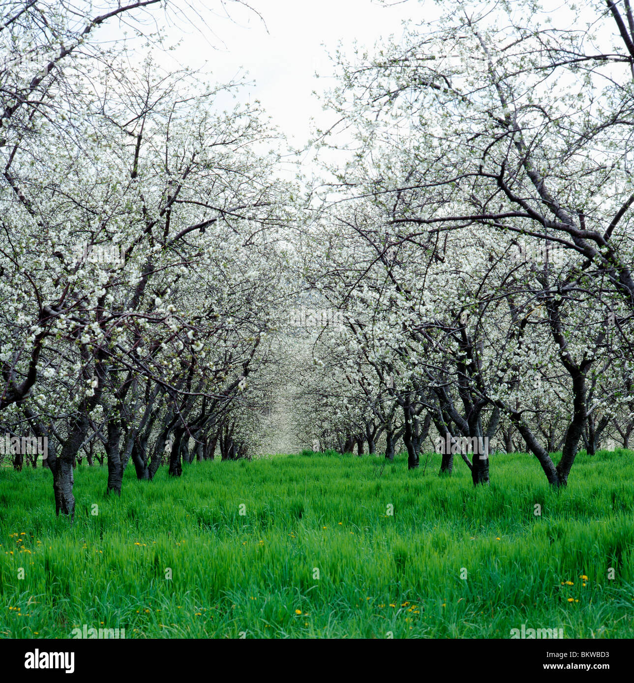 Gli alberi di ciliegio in primavera fioriscono, Lerew frutteti, 20.000 acri di piantagioni di frutta in Adams County, Pennsylvania, STATI UNITI D'AMERICA Foto Stock
