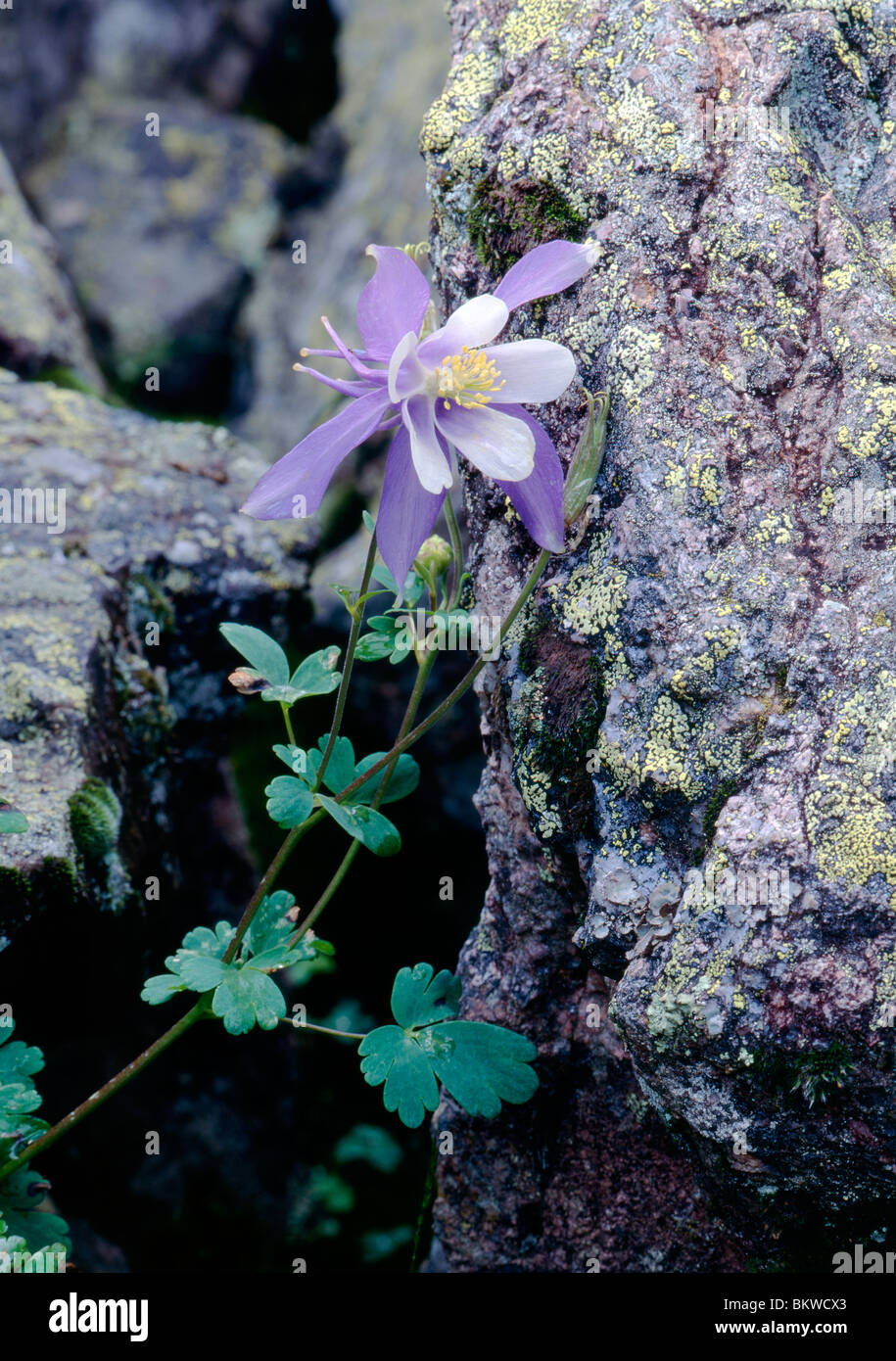 Aquilegia blu (A. vulgaris) di fiori selvaggi vicino a Taos Ski Valley; Carson National Forest, Sangre de Cristo Mountains, Nuovo Messico USA Foto Stock