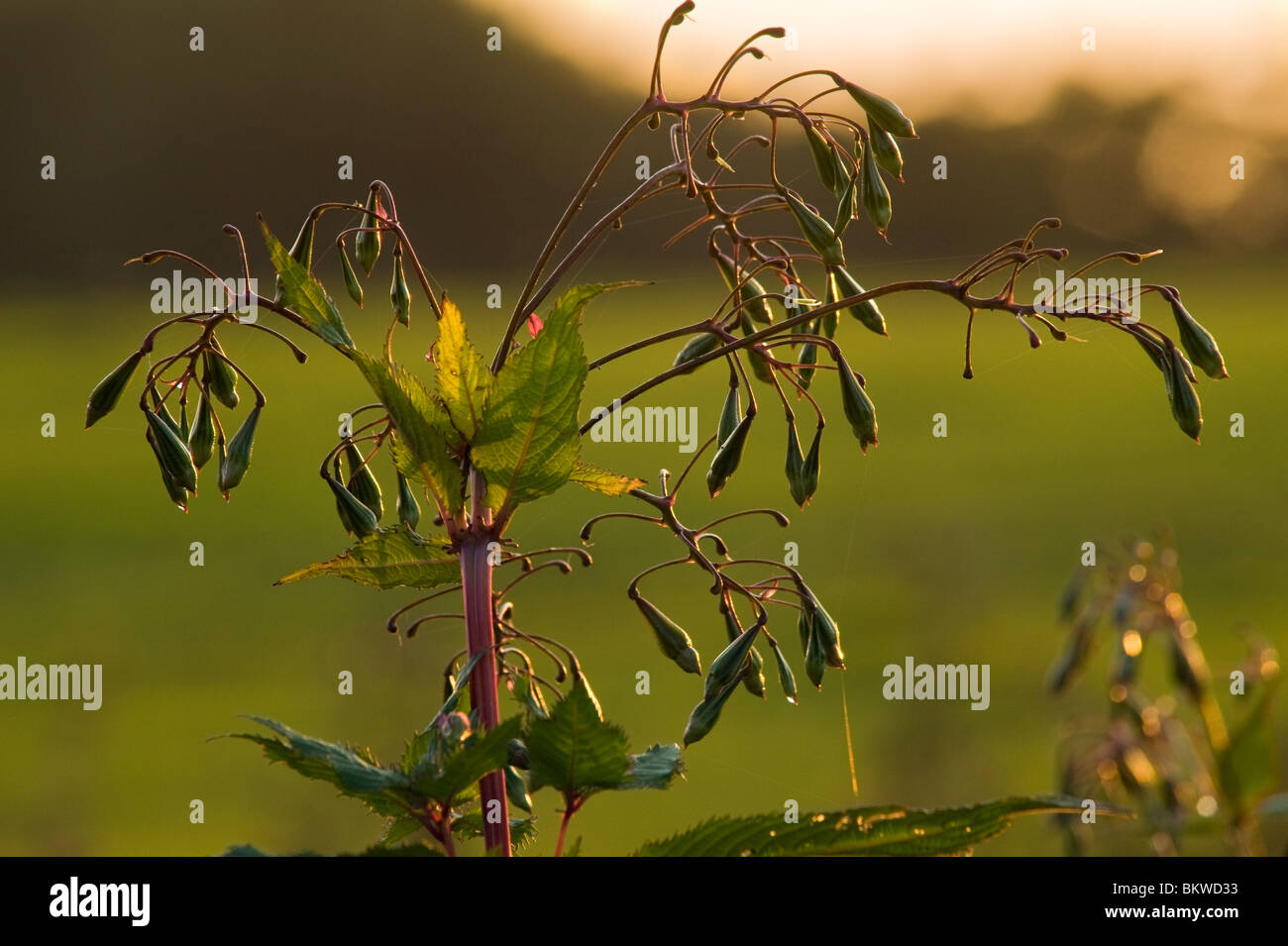 Seme-pods di Himalayan (Balsamina Impatiens glandulifera) vicino a Garstang, Lancashire, Inghilterra Foto Stock