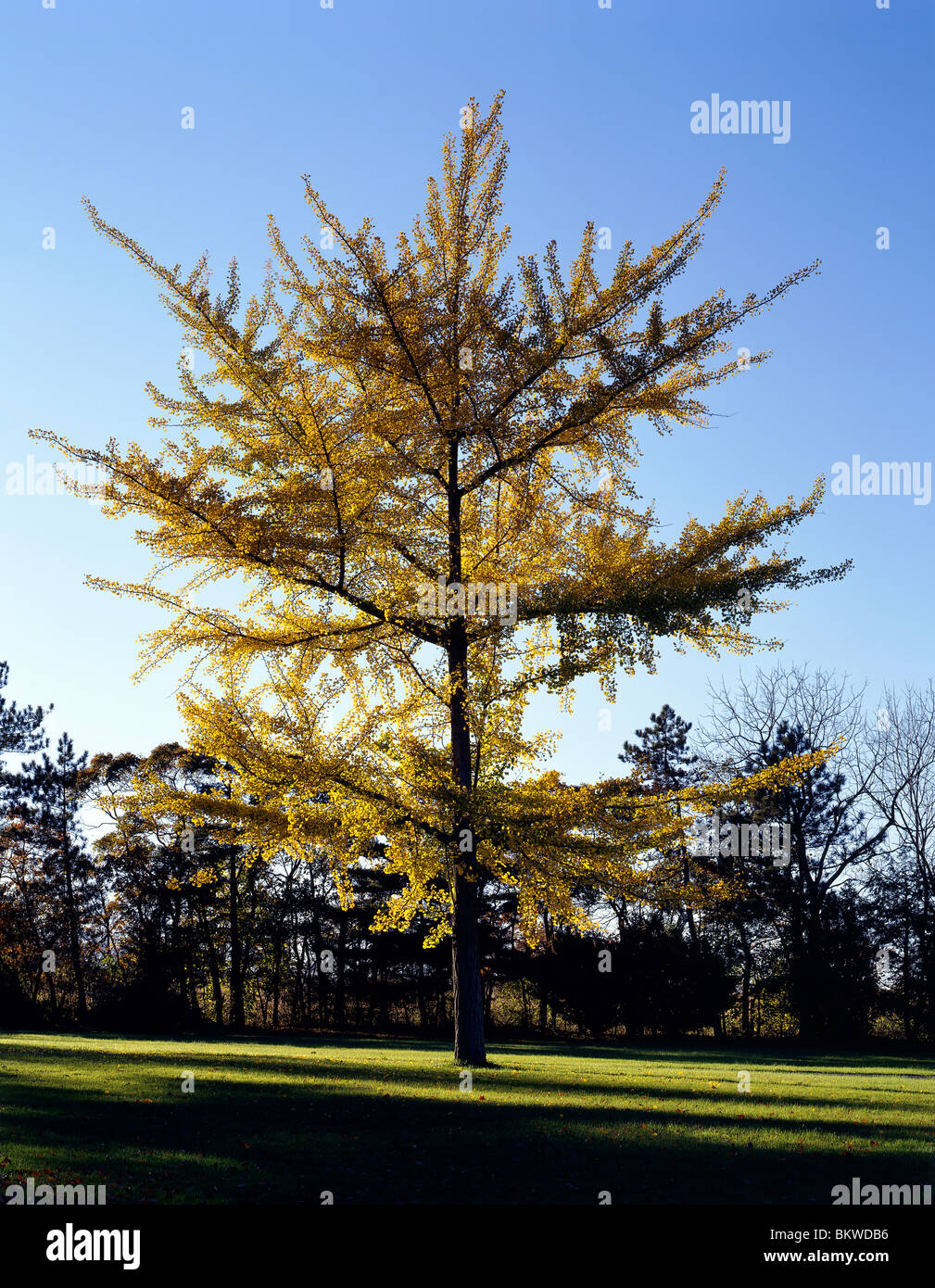 Vista autunnale del ginkgo Tree, Ginkgo Biloba, sulla proprietà della perla S. Buck house, Perkasie, Pennsylvania, STATI UNITI D'AMERICA Foto Stock