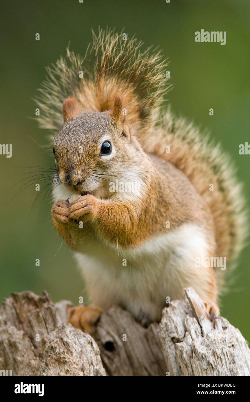 Eastern scoiattolo rosso mangiare pigna sementi o Tamiasciurus hudsonicus Sciurus e Nord America Foto Stock