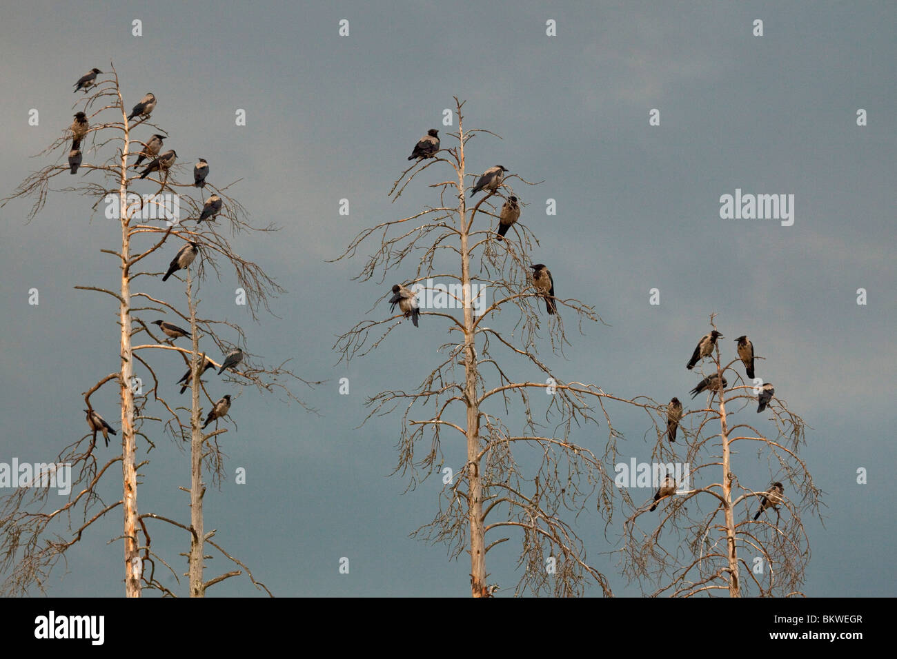 Hooded crows gregge albero / Corvus corone cornix Foto Stock