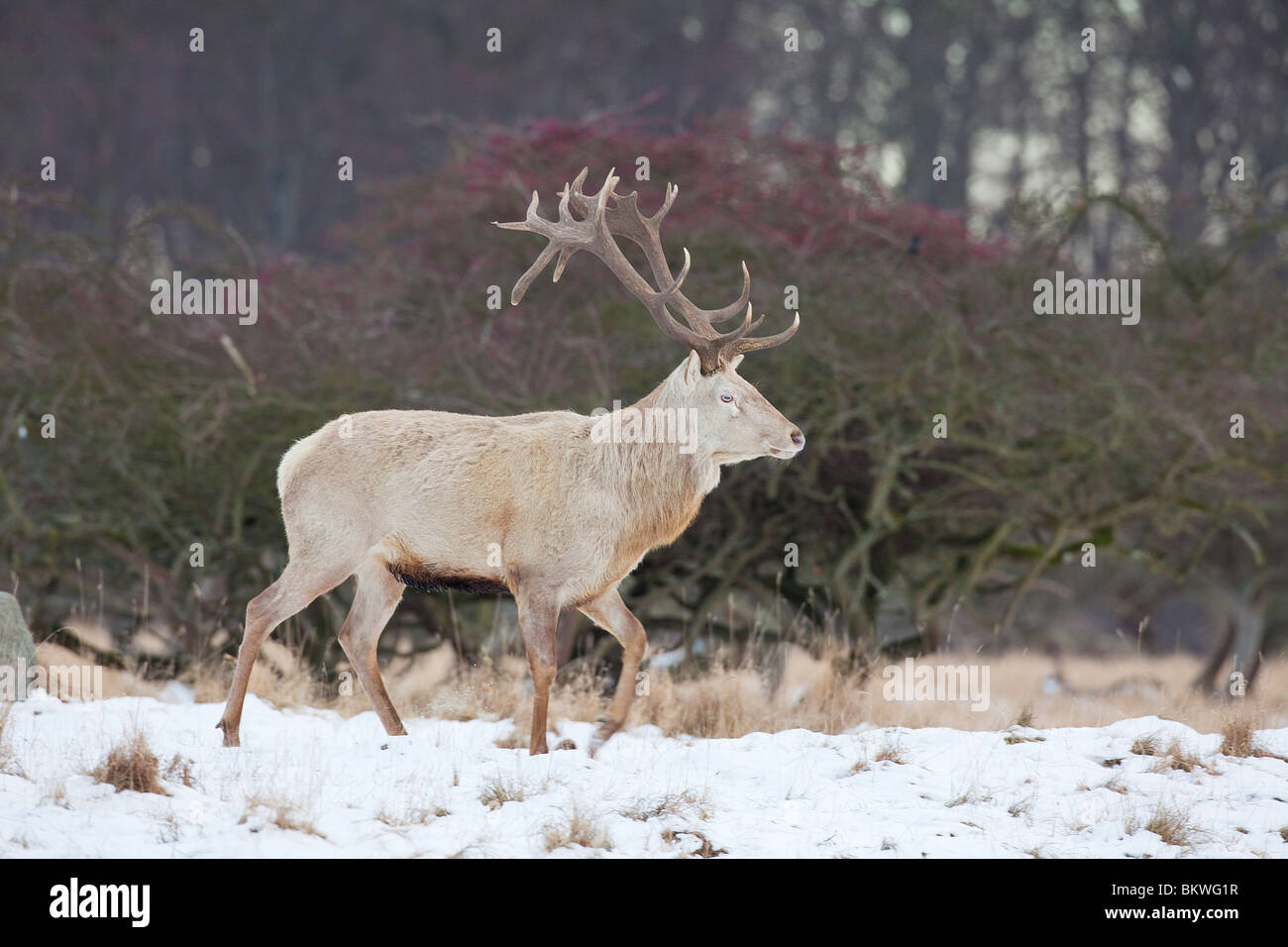 Il cervo (Cervus elaphus). Il cervo bianco a piedi nella neve. Danimarca Foto Stock
