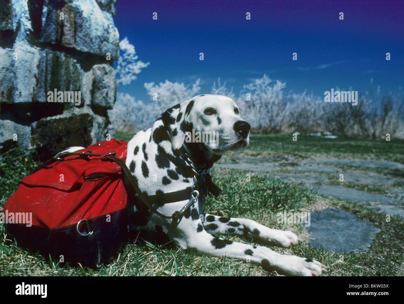 Cane dalmata con zaino lungo l'Appalachian Trail a Wayah calvo sulla Nantahala Foresta Nazionale di Carolina del Nord STATI UNITI D'AMERICA Foto Stock