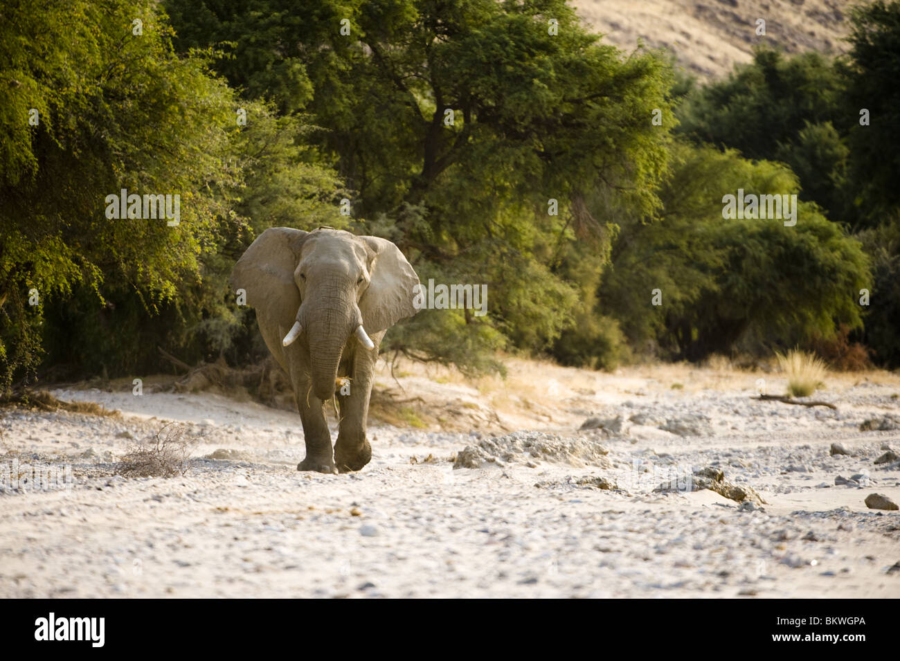 African 'Deserto atto' elefante in Hourasib letto asciutto del fiume vicino a Purros, kaokoland, regione di Kunene, Namibia. Foto Stock