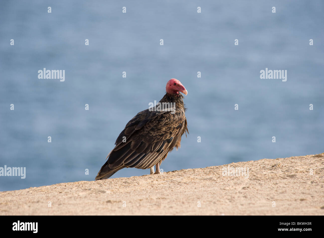 La Turchia vulture (Cathartes aura) nella riserva naturale di Paracas, Perù Foto Stock