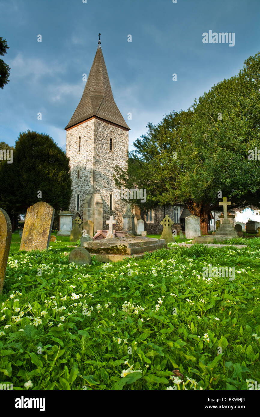 La molla di primule nel cimitero della chiesa parrocchiale di San Pietro e di San Andrea in Old Windsor, Berkshire, Regno Unito Foto Stock