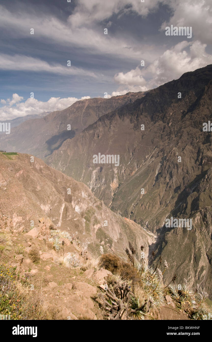Il Canion del Colca, Perù Foto Stock