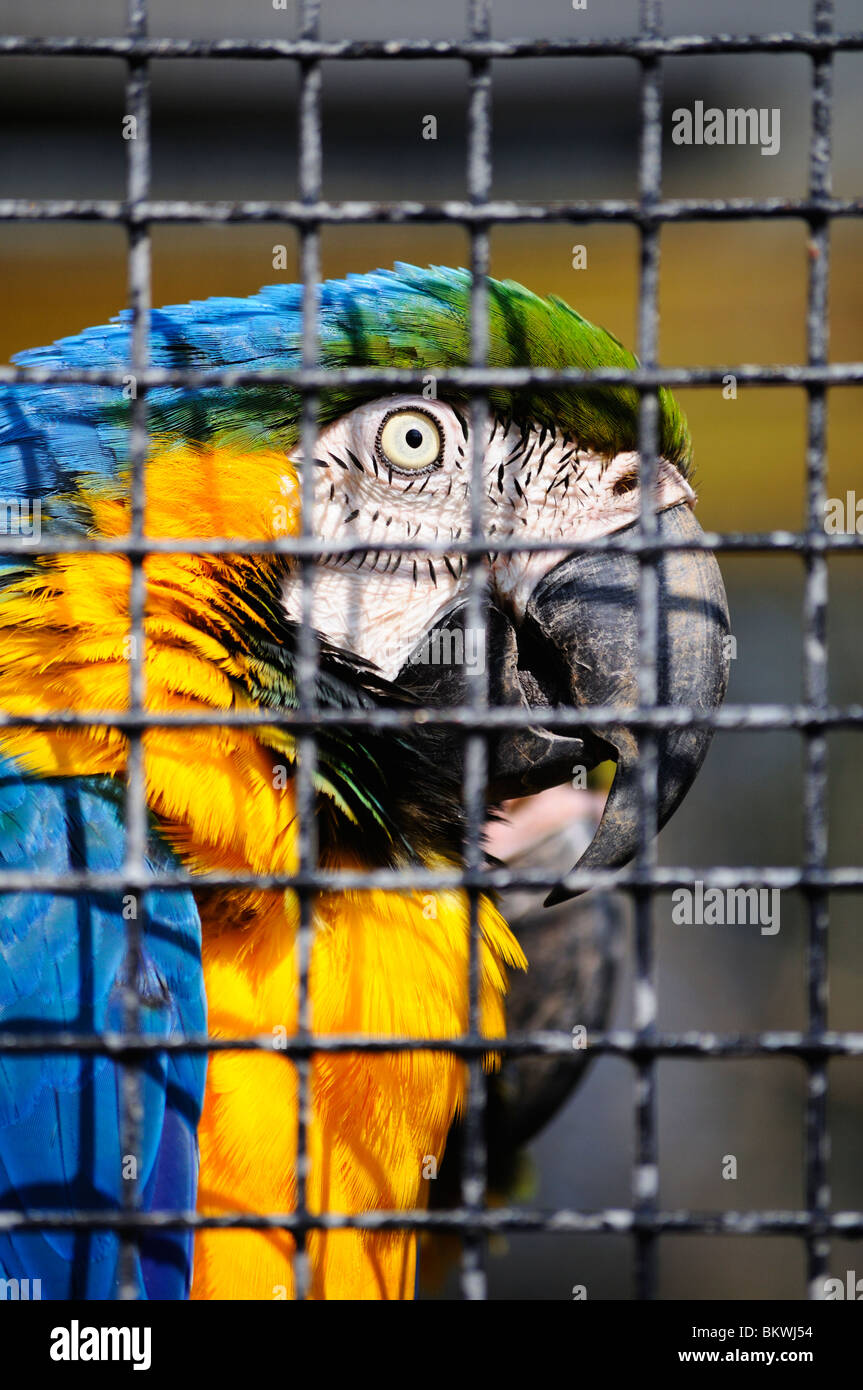 Un captive blu e oro macaw, paradise park, Hayle, Cornwall, Regno Unito Foto Stock