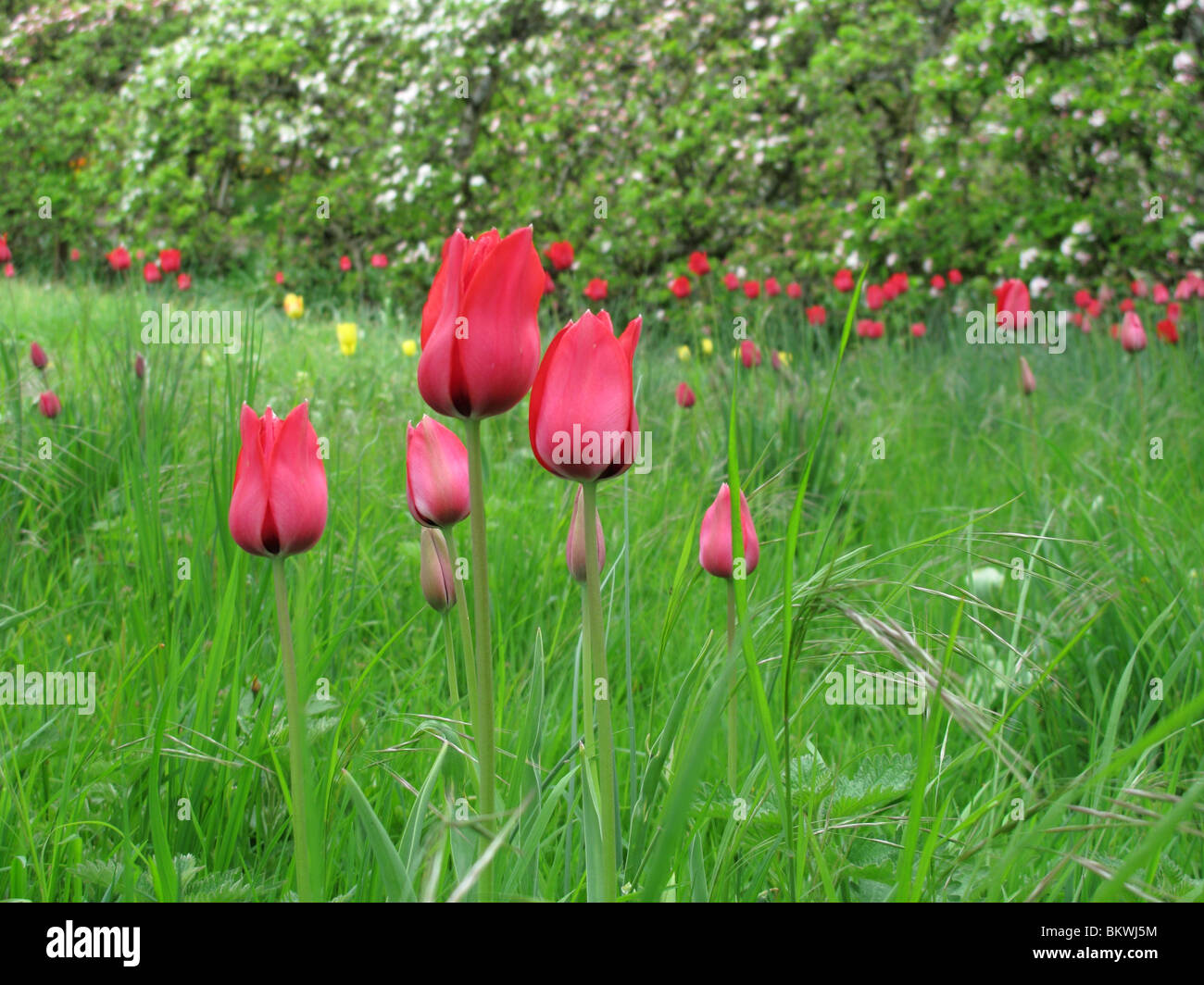 Tulipani di frutteto Foto Stock