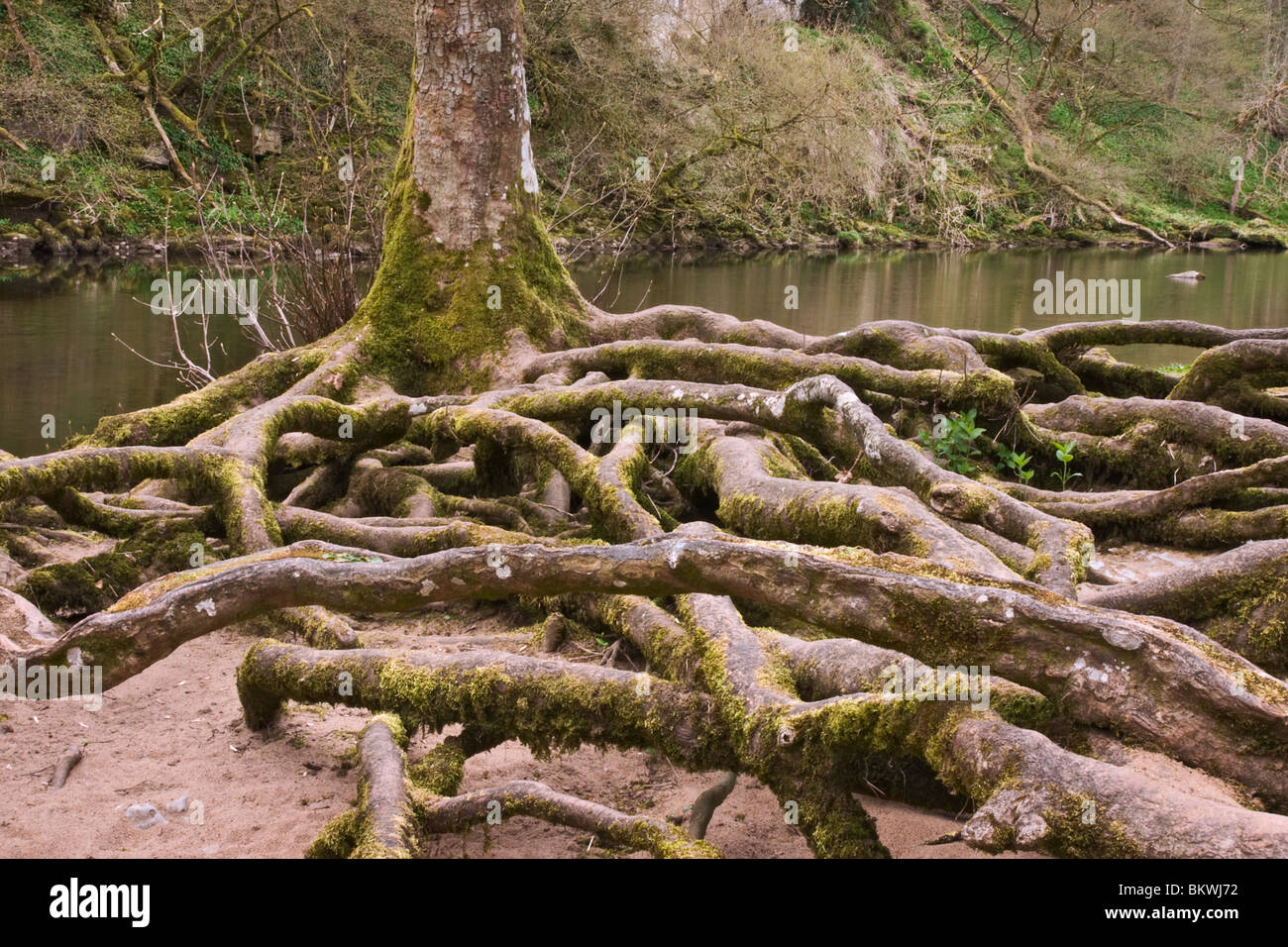 Albero radici esposte dall erosione fluviale sulle rive del Fiume Ure a Aysgarth in Wensleydale, North Yorkshire. Foto Stock