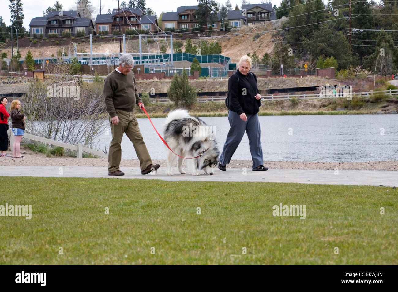 Un anziano giovane a piedi il loro cane di grandi dimensioni in un parco della città Foto Stock
