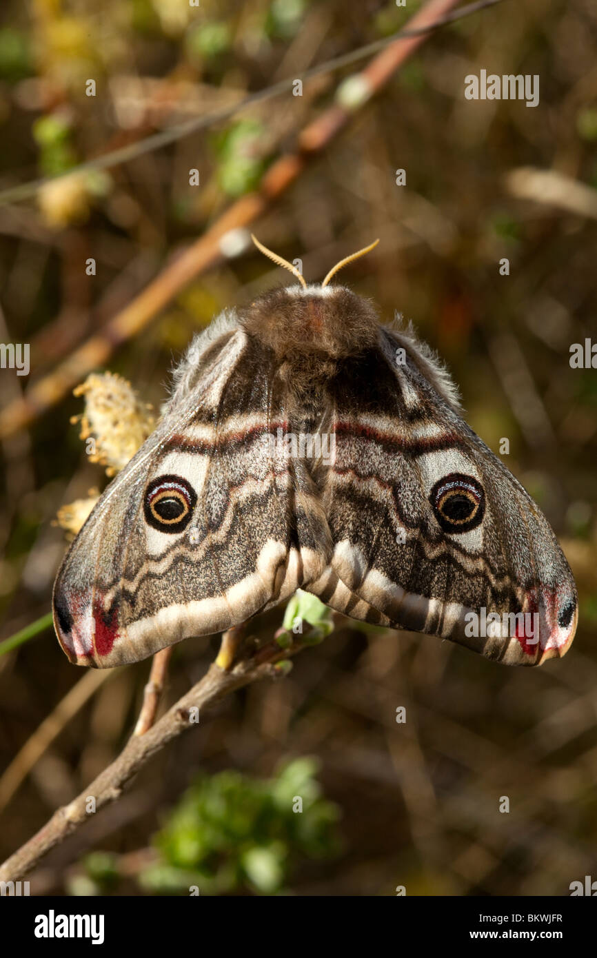 Imperatore Moth Foto Stock