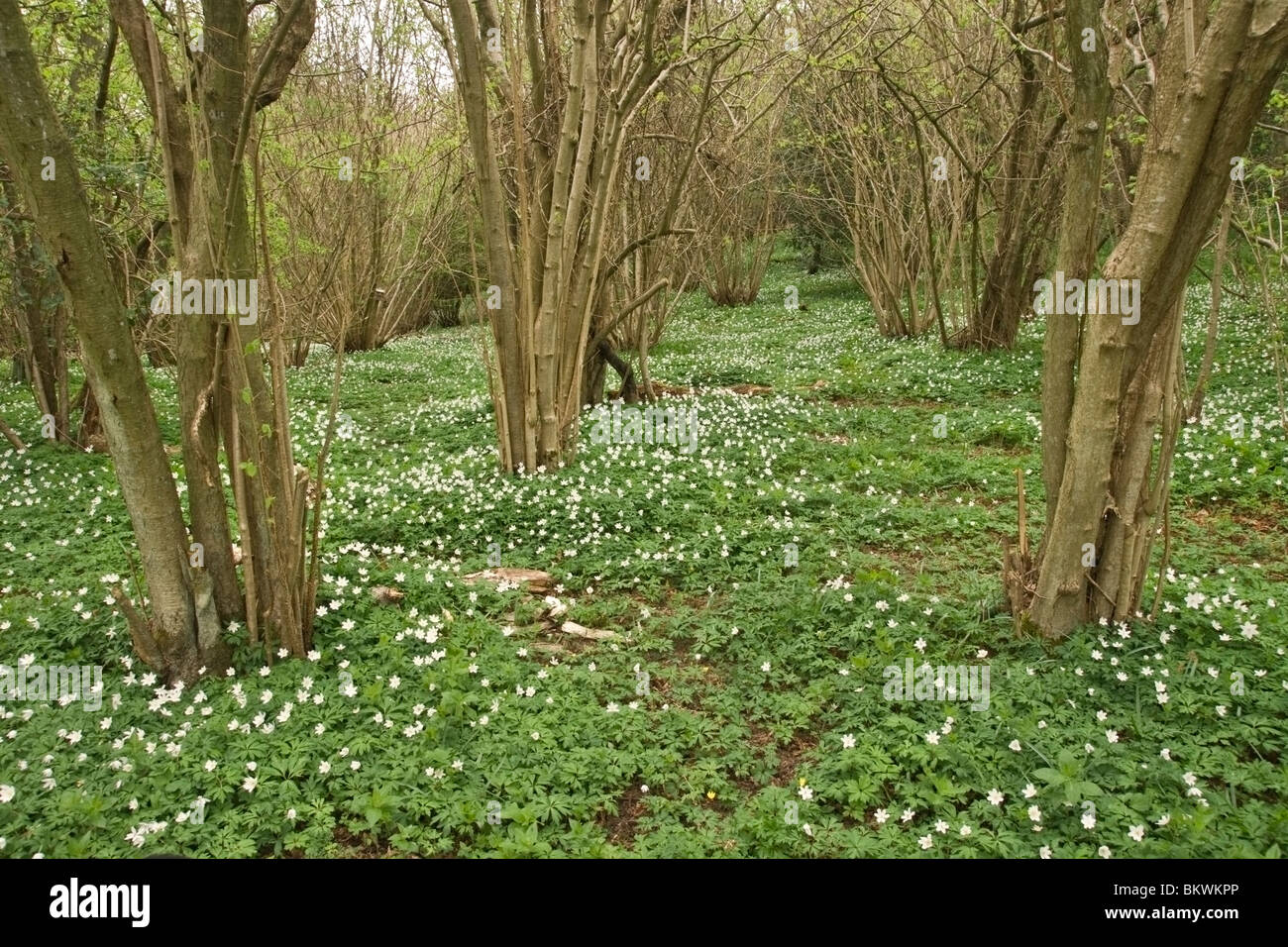 Cedui hazel nel bosco a Aysgarth, North Yorkshire. Foto Stock