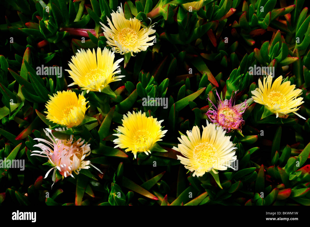 Impianto di ghiaccio i fiori sbocciano. In California, Stati Uniti d'America. Foto Stock