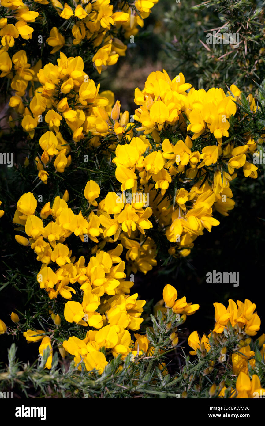 Ginestre in fiore Foto Stock