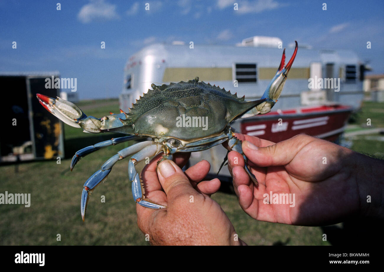 Una morbida granchio sgusciate, pronto per la pentola, dalla Laguna Madre Bay su South Padre Island, Texas Foto Stock