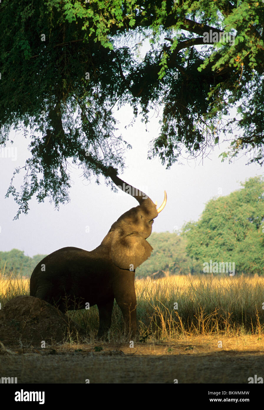 Elefante africano (Loxodonta africana), si nutrono di acacia, Zimbabwe. Foto Stock