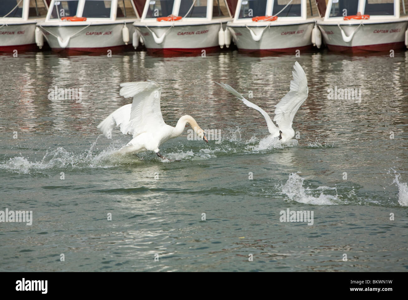 Cigni in arrivo a terra sul Fiume Tamigi a Abingdon, Oxfordshire, Regno Unito Foto Stock