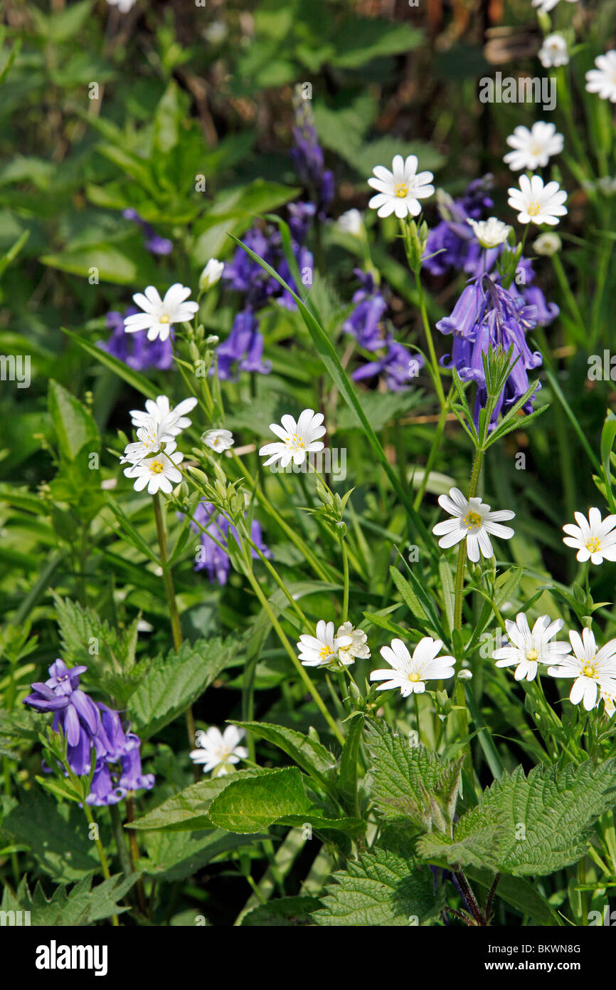 Una miscela di fiori selvatici che crescono in un inglese siepe Foto Stock