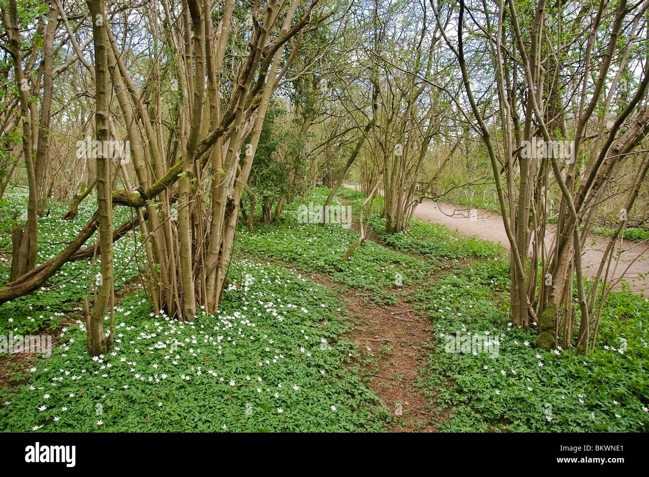 Cedui hazel nel bosco a Aysgarth, North Yorkshire. Yorkshire Dales National Park. Foto Stock