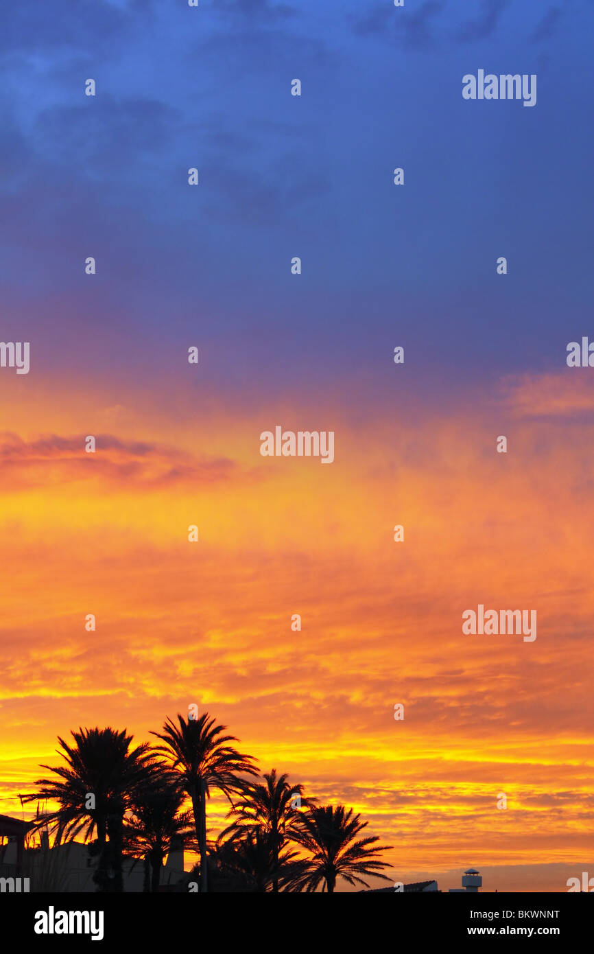 Blu e rosso arancione tramonto con washingronia palme sunrise Foto Stock
