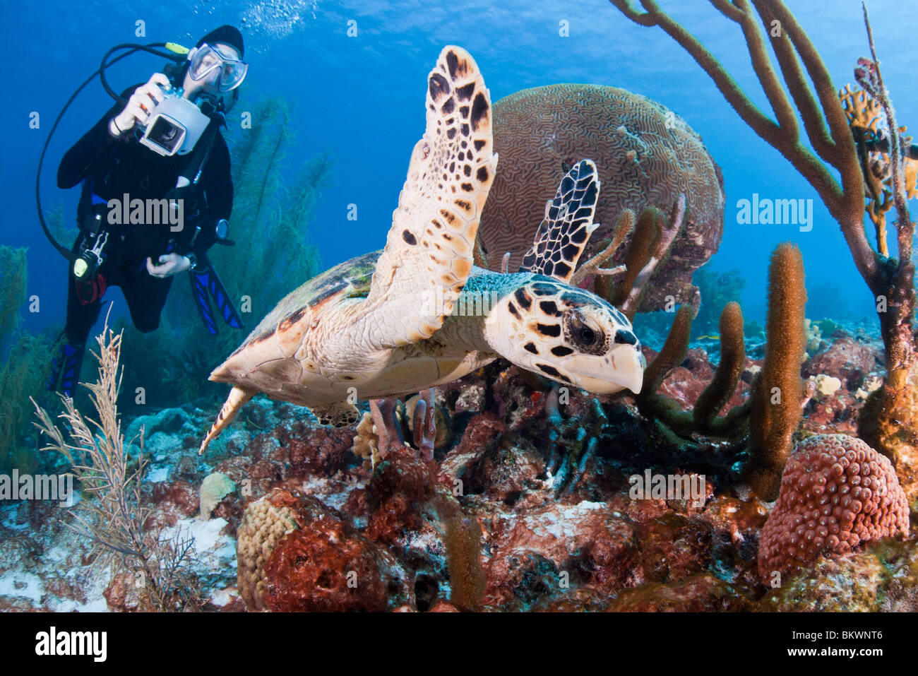 Atlantic tartaruga embricata nuoto su un tropicale barriera corallina mentre viene fotografato dal subacqueo Foto Stock