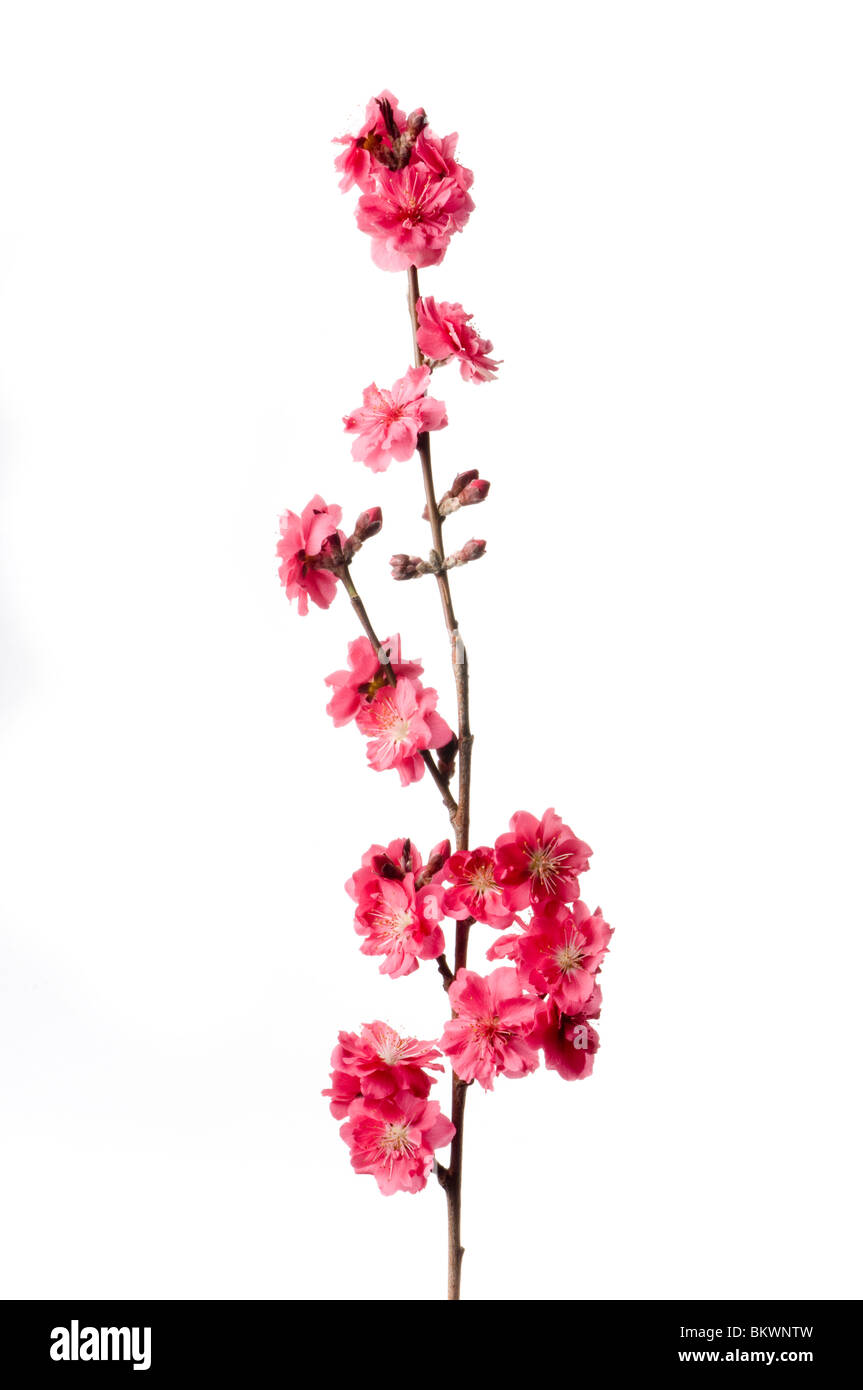 fiori di primavera Foto Stock