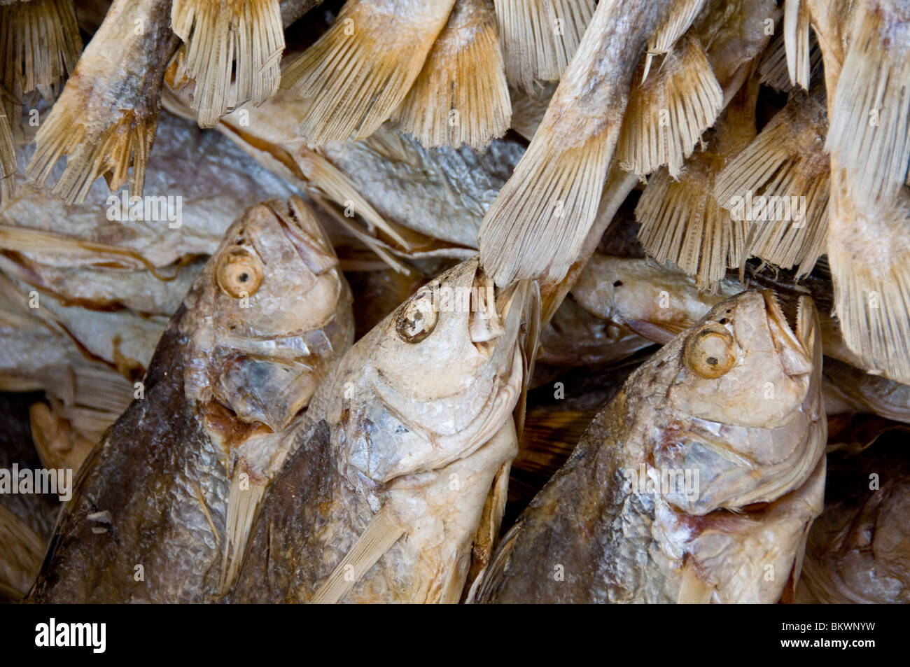 Pesci secchi Chinatown Vancouver Foto Stock