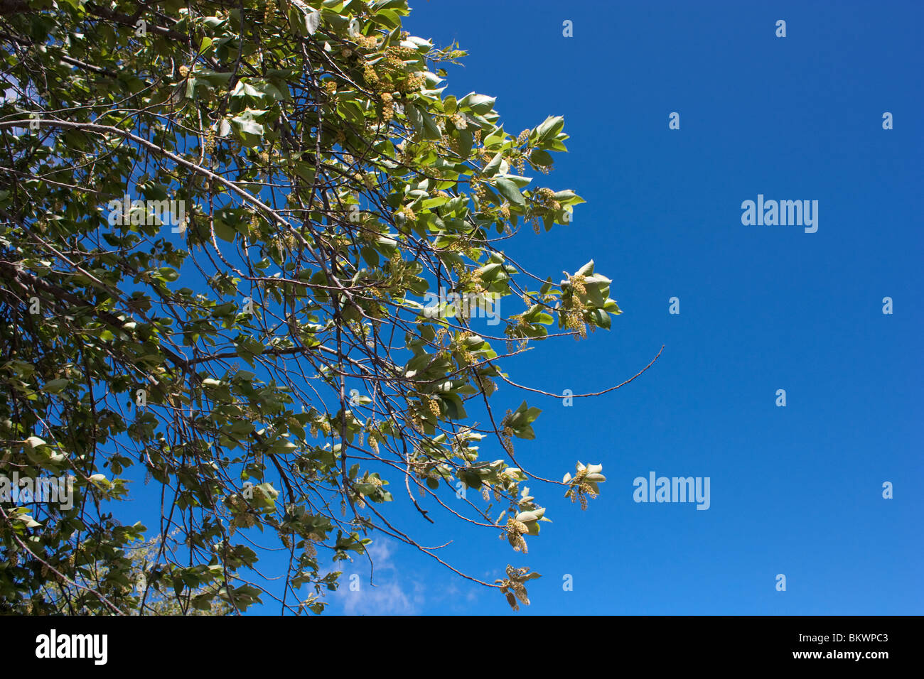 Foglie di foglie di ramo di albero azzurro cielo soleggiato la luce del giorno. Foto Stock