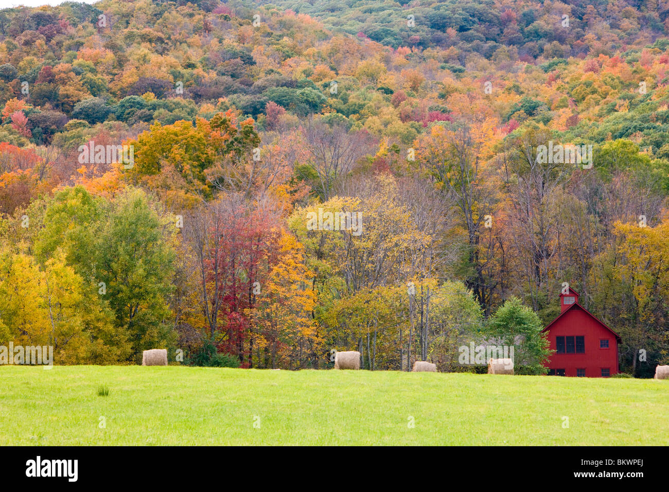 Balle di fieno e caduta delle foglie, su una fattoria in Williamstown, Massachusetts. Foto Stock