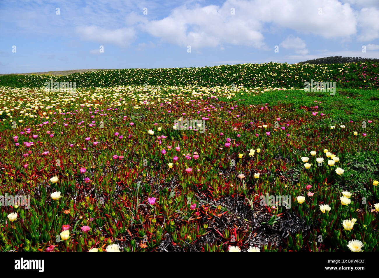 Impianto di ghiaccio i fiori sbocciano. In California, Stati Uniti d'America. Foto Stock