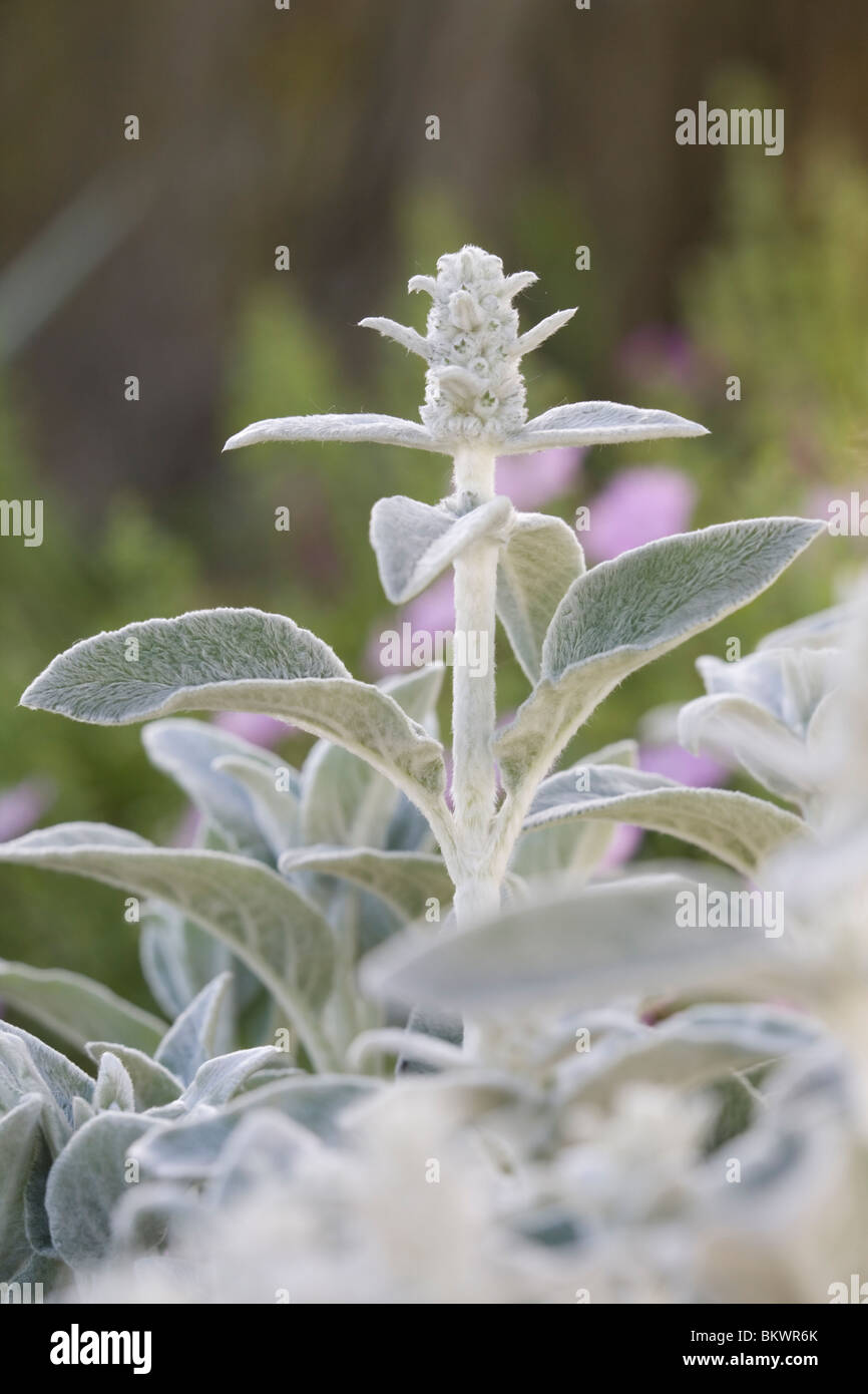 Agnello l orecchio fiori (Stachys byzantina) (aperti) e fogliame. Foto Stock