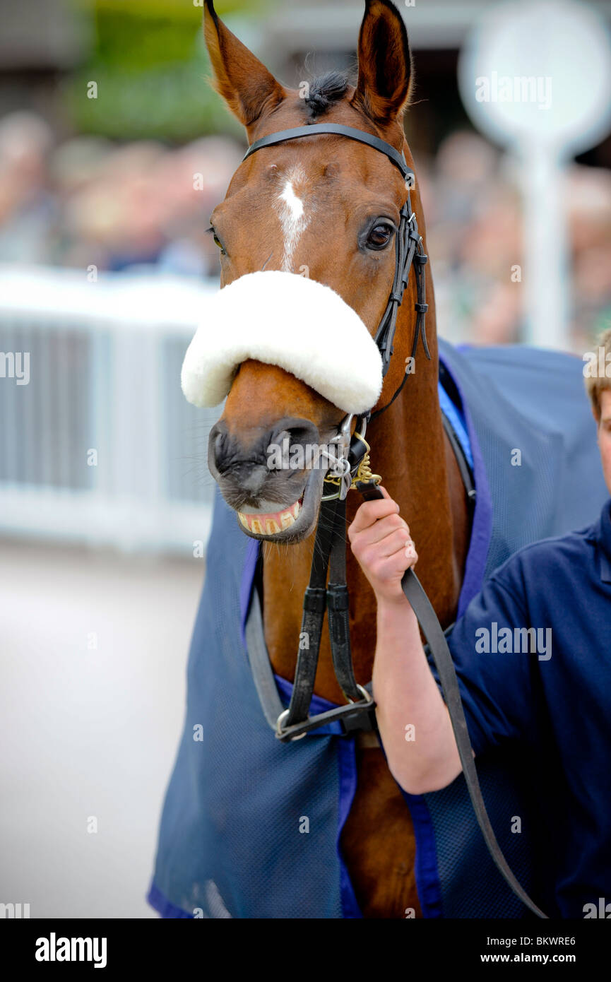 Plumpton gare nel Sussex - un cavallo sembra essere sorridente alla folla come immettere la sfilata anello.Foto da Jim Holden Foto Stock